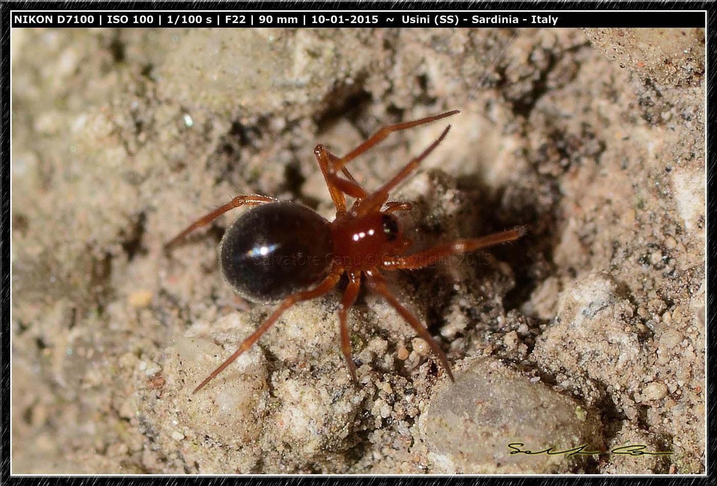 Linyphiidae - Usini (SS)